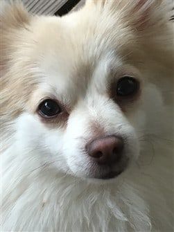 close-up-of-pomeranian-dog